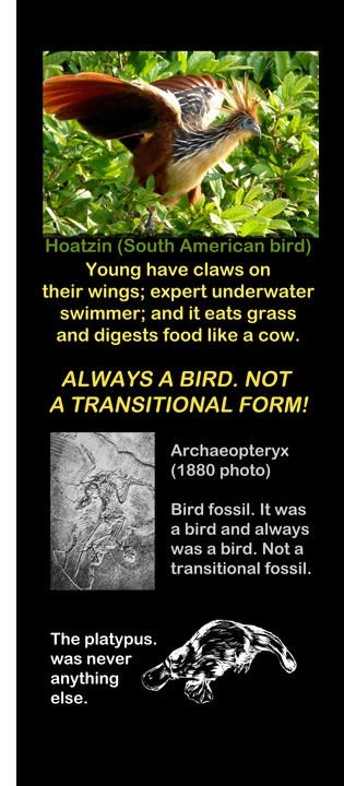 Archaeopteryx Not A Dinosaur