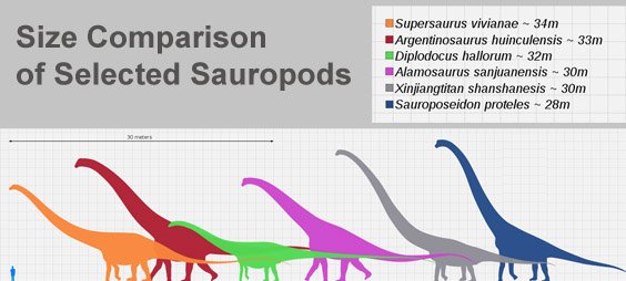 The Long Neck Sauropods