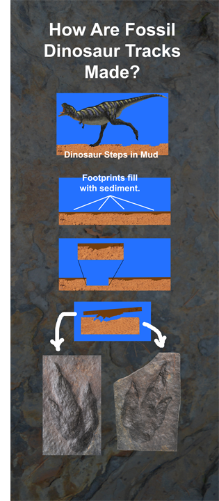 How Dinosaurs Made Tracks