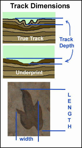 Dinosaur Track Dimensions