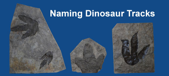 how dinosaur tracks are named