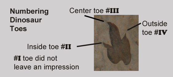 Numbering a dinosaur's toes