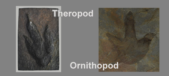 Ornithopod vs Theropod Footprints