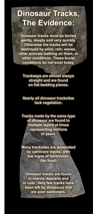 Dinosaur Tracks Examine the Evidence