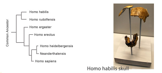 Homo Habilis Fossils