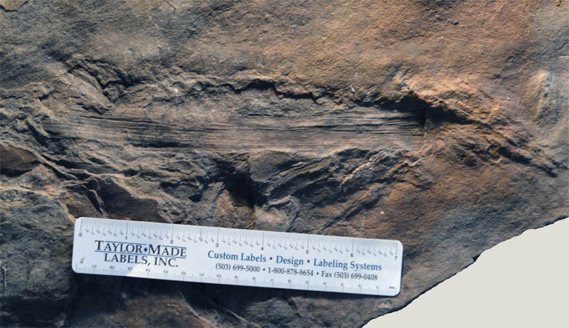 fossil vegetation